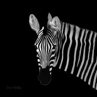 Zebra Portrait