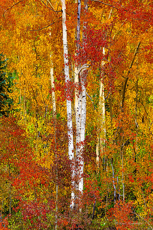Golden Aspens in Colorado (Portrait)
