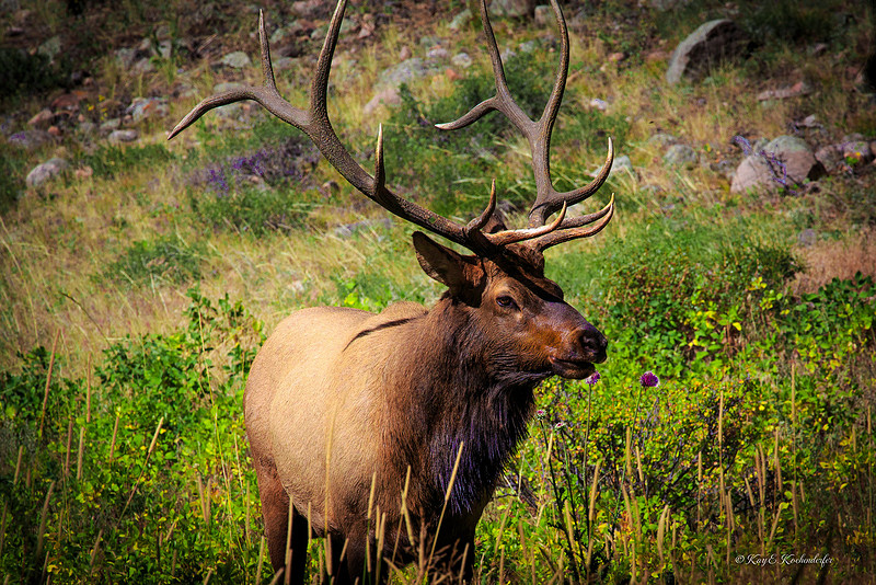 Kay Kochenderfer Photography | Fall Colors | Elk in the Rocky Mountain ...