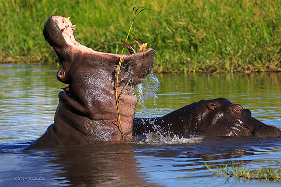 Hippo Drama