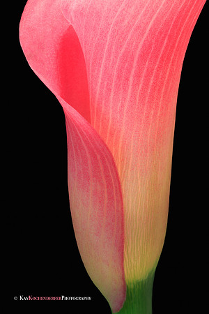 Graceful Curves