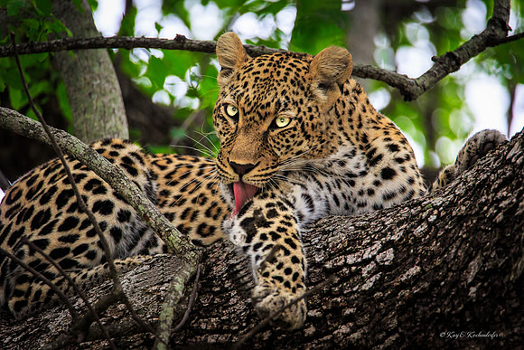 Grooming Leopard