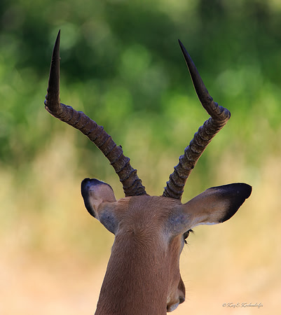 Back of Impala Staring Into the Distance