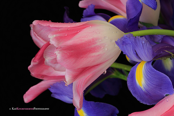 Spring Joy