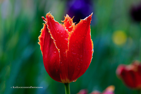 Enchantment No. 2