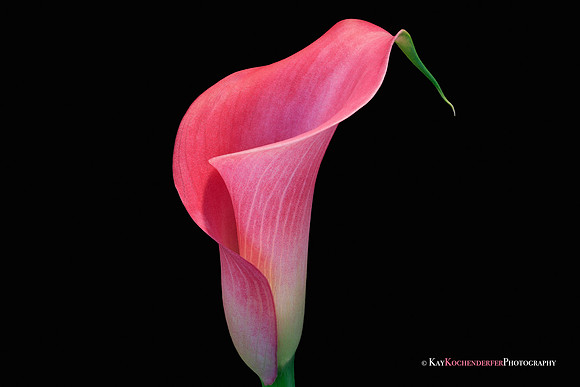 Graceful Lines
