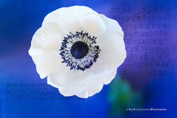 Bel Canto No. 2