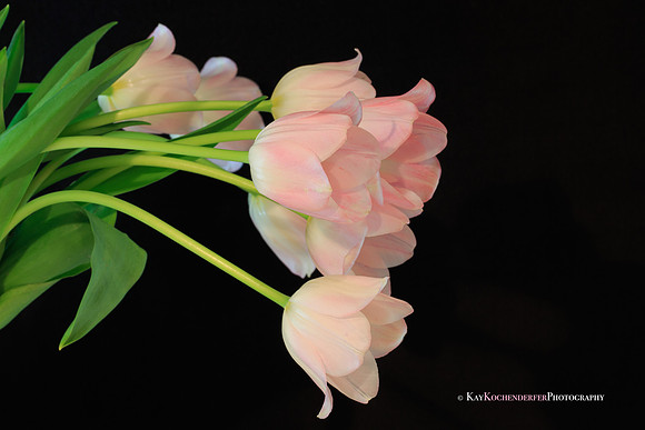 Leaning Pink Tulips