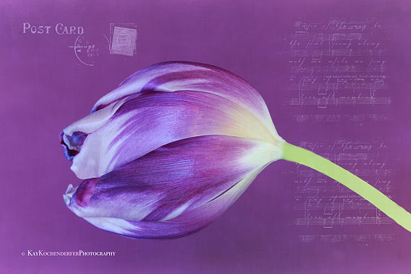 Musical Postcard