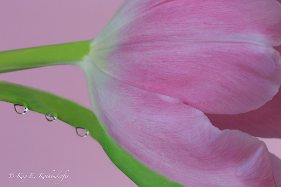 Pink Tulip With Three Water Drops