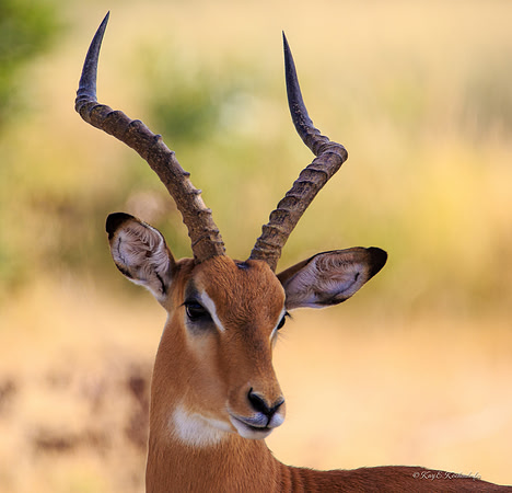 Impala Glamour Shot