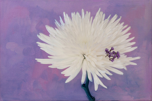 Lavender Kiss