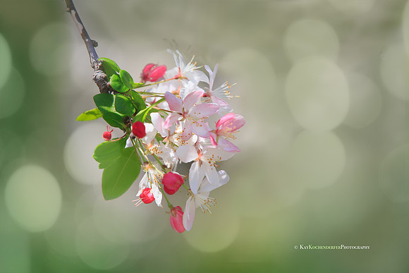 Cherry Blossom
