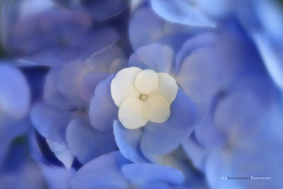 Baby Blues