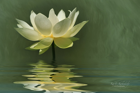 Mirrored Lily Beauty