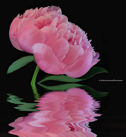 Pink Peony Reflection