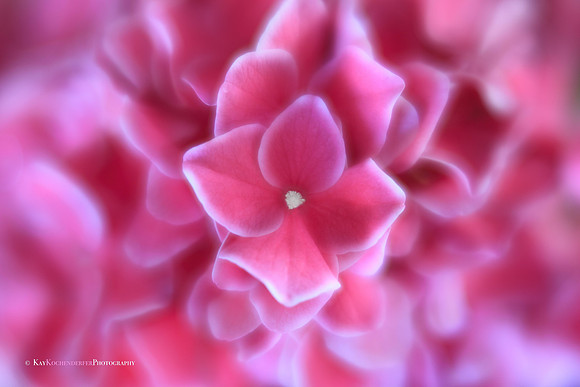Dreamy Pink