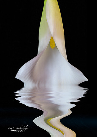 Upside Down Calla Lily with Reflection