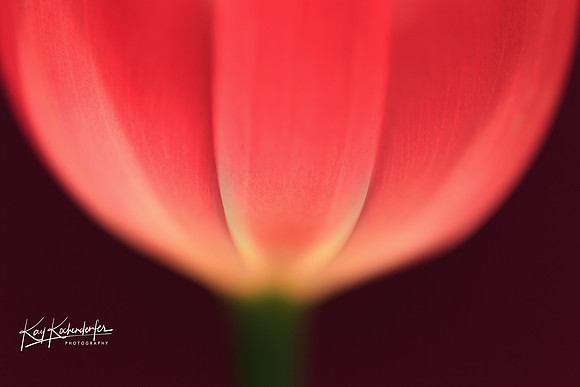 The Light From Within Series