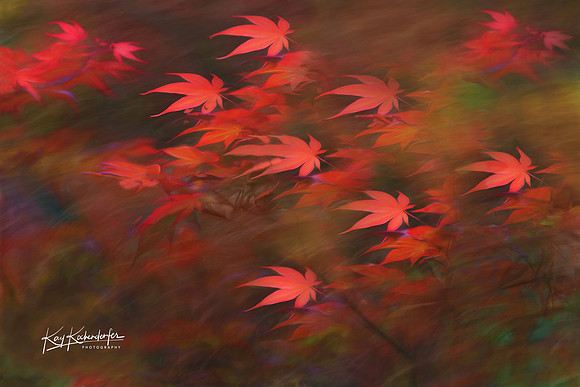 Dancing Red Leaves