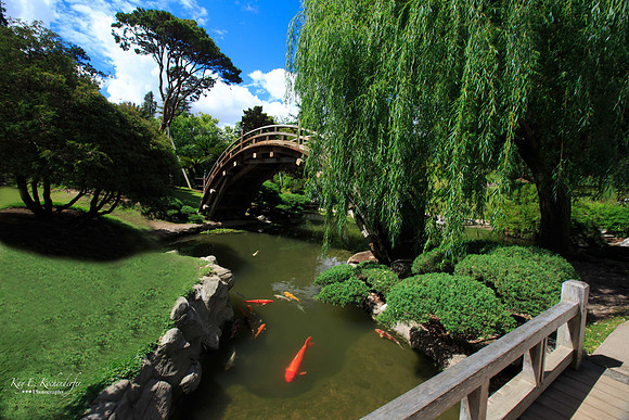 Japanese Gardens at Huntington Gardens
