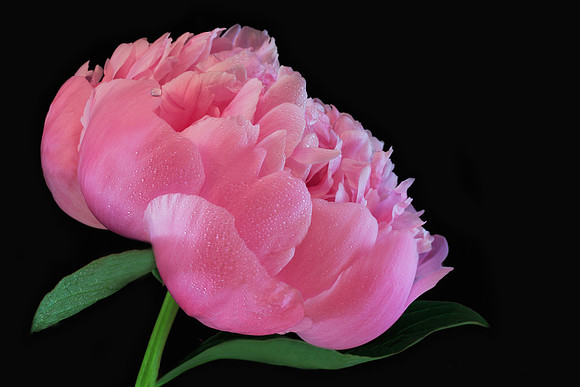 Pink Peony with Raindrops