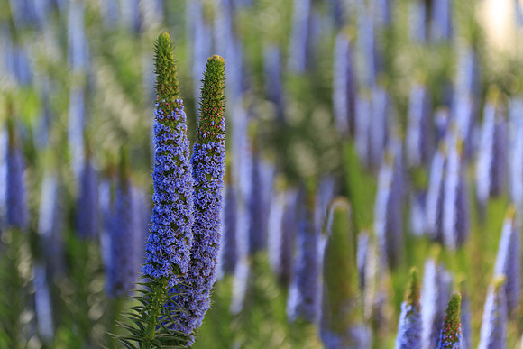 Blue Lupines