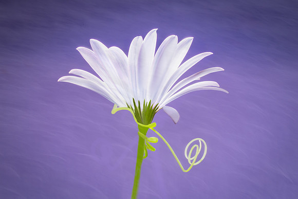 Curly Curly