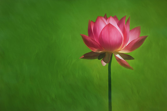 Pink Water Lily