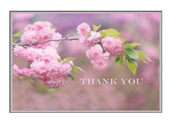Cherry blossoms - Thank you card cover