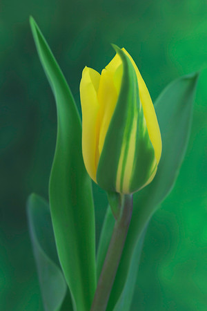 Yellow Tulip Wrapped in Green