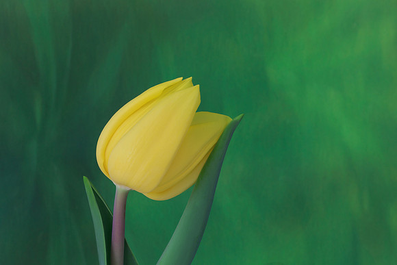 Yellow Tulip Resting on Green Leaf