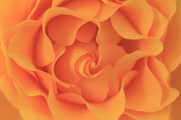 14 Carat Gold Rose