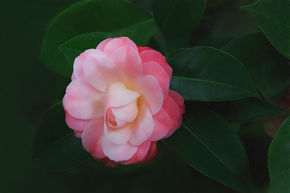 Pink Passion