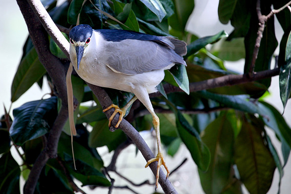 Black Crowned Night Heron