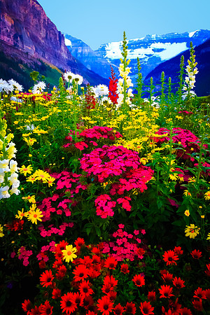Overflowing Flowers in Front of Lake Louise - Vertical