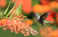 Hummingbird in Flight, 30"x20" printed on metal, bringing out vibrancy of colors.