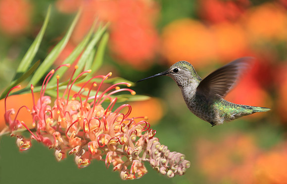 Hummingbird in Flight, 30"x20" printed on metal, bringing out vibrancy of colors.