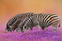 Zebra Quartet in Lavender. 24"x16" printed on canvas. Looks like painting.