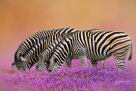 Zebra Quartet in Lavender. 24"x16" printed on canvas. Looks like painting.