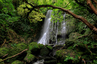 Matai Falls in New Zealand. 24"x16" printed on metal, bringing out vibrancy of colors.