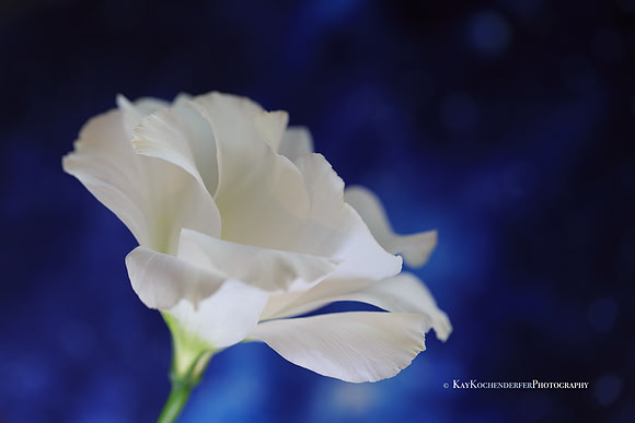 White on Blue