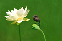 Bird Admiring Yellow Water Lily. 30"x20" printed on metal, bringing out vibrancy of colors.