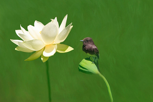 Bird Admiring Yellow Water Lily. 30"x20" printed on metal, bringing out vibrancy of colors.