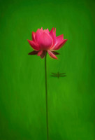 Pink Water Lily with Dragonfly. 20"x30" printed on metal, bringing out vibrancy of colors.