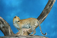 Leopard On The Lookout. 24"x16" printed on canvas. Looks like painting.