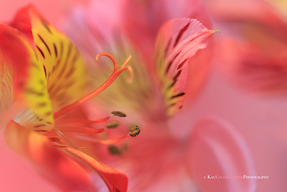 Pink and Yellow Dreams
