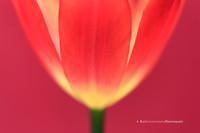 Light From Within. 30"x20" printed on metal, bringing out vibrancy of colors.