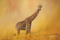 Giraffe Strolling Through Field of Sunflowers. 24"x16" printed on canvas. Looks like painting.