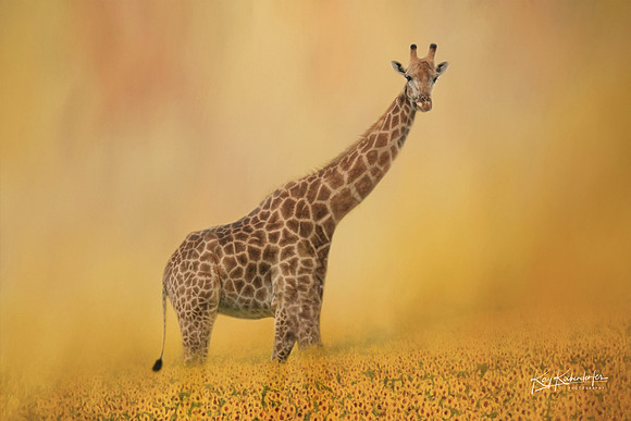 Giraffe Strolling Through Field of Sunflowers. 24"x16" printed on canvas. Looks like painting.